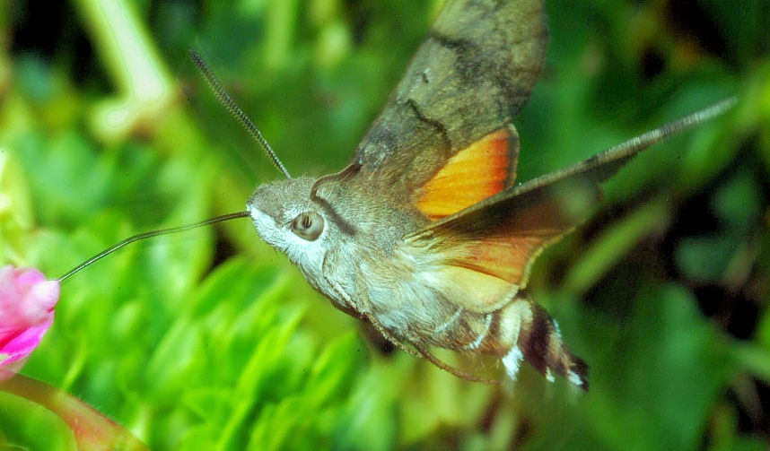 Macroglossum stellatarum